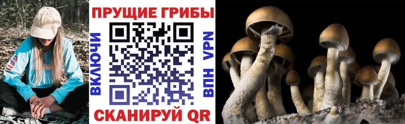 что такое наркотик  Уржум  Псилоцибиновые грибы Magic Shrooms 
